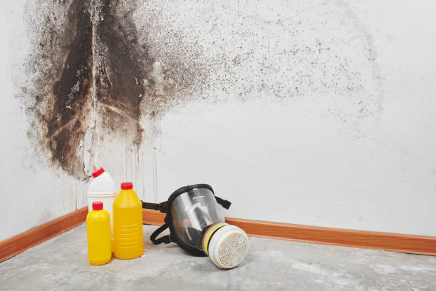 Best Mold Removal Near Me  in Woodcliff Lake, NJ