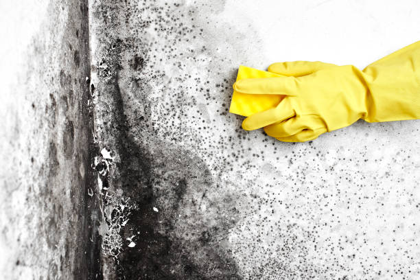 Best Toxic Mold Removal  in Woodcliff Lake, NJ