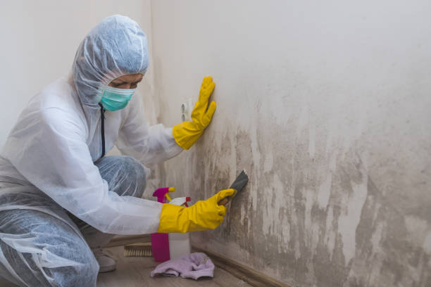 Best Emergency Mold Removal  in Woodcliff Lake, NJ