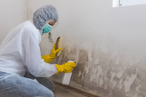 Best Certified Mold Removal  in Woodcliff Lake, NJ