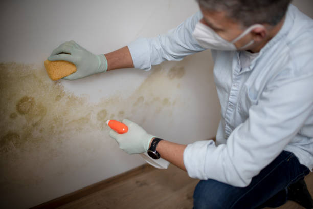 Attic Mold Removal in Woodcliff Lake, NJ