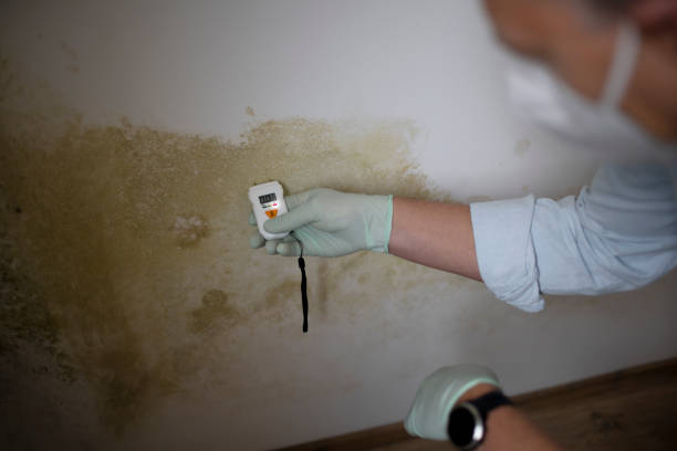 Best Affordable Mold Removal  in Woodcliff Lake, NJ