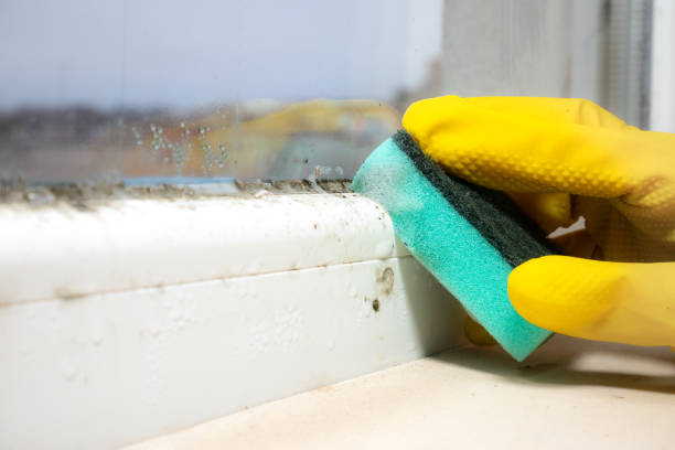 Best Mold Damage Repair  in Woodcliff Lake, NJ