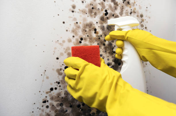 Best Mold Removal Company Near Me  in Woodcliff Lake, NJ